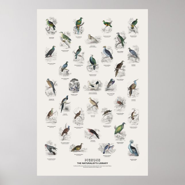 Tauben - Naturalist's Library Poster (Vorne)