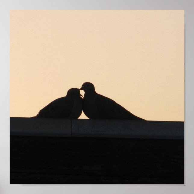 Tauben Poster (Vorne)