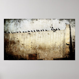 Tauben Poster