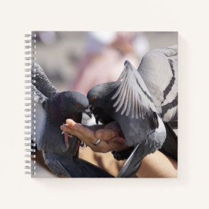 Tauben Vögel Dove Dunkle Farben Flügel Fotografie Notizbuch