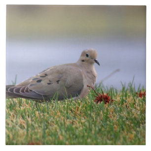 Tauben-Vogel Fliese