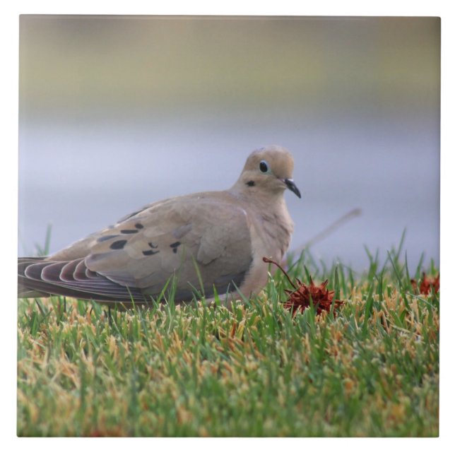 Tauben-Vogel Fliese (Vorderseite)