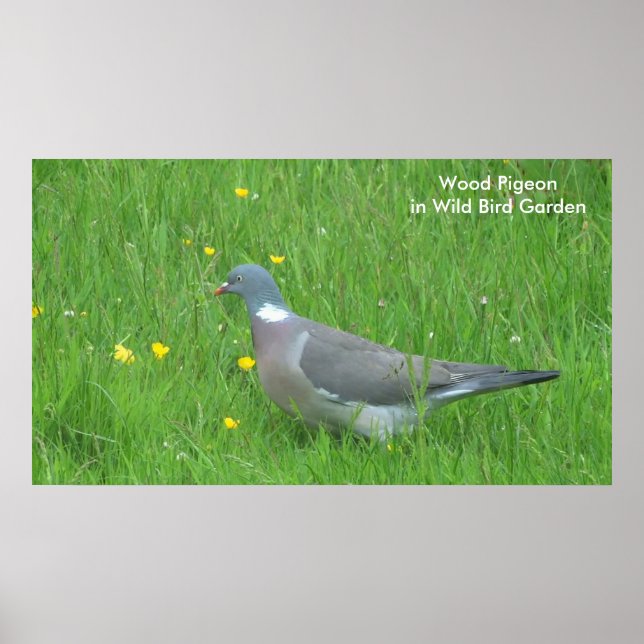 Taubenbild für Plakat (Vorne)