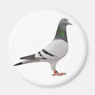 Taubenentwurf Magnet