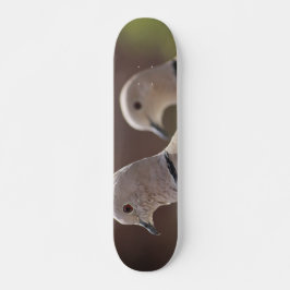 Taubenhaufen - Skateboard
