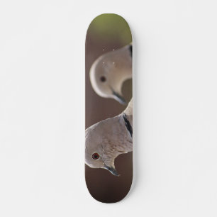 Taubenpaar Skateboard