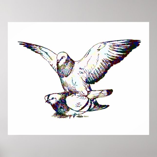 Taubenpaarung Poster (Vorne)
