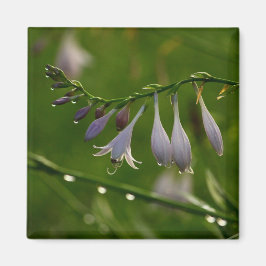 Taubentropfen auf einer hosta blüte magnet