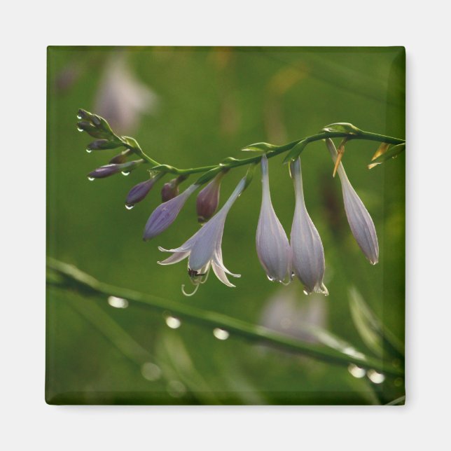Taubentropfen auf einer hosta blüte magnet (Vorne)