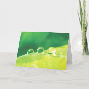 Taubentropfen auf Friedlicher Leaf-Natur
