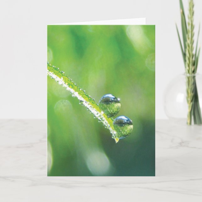Taubentropfen auf grüne Graserdreflektionen Karte (Vorderseite)