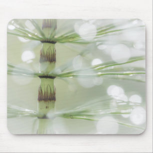 Taubentropfen auf Horsetail-Pflanze  Seabeck, WA Mousepad