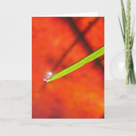 Taubentropfen oder grünes Gras Friedliche Meditati Karte