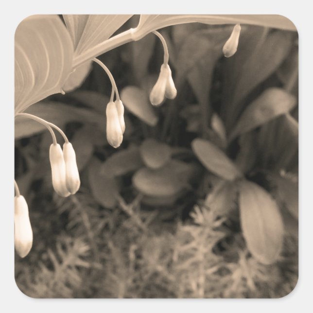 Taubentropfen Quadratischer Aufkleber (Vorderseite)