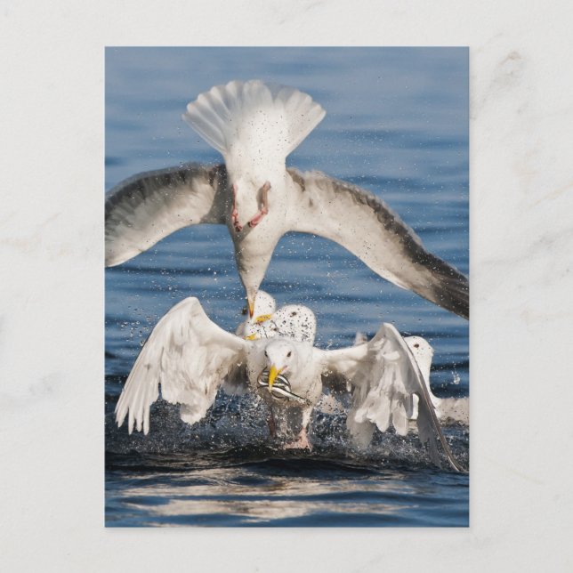 Tauchanfänge Postkarte (Vorderseite)