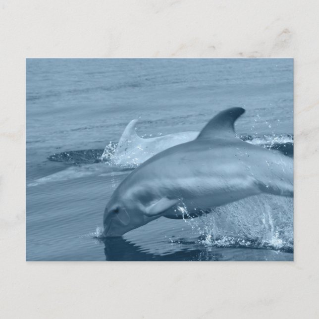 Tauchdolphin Postkarte (Vorderseite)