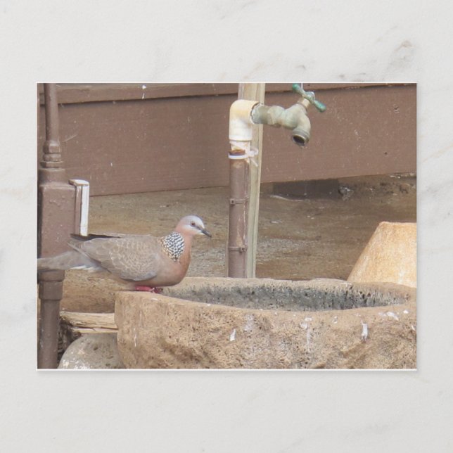Tauchen an einem Springbrunnen Postkarte (Vorderseite)