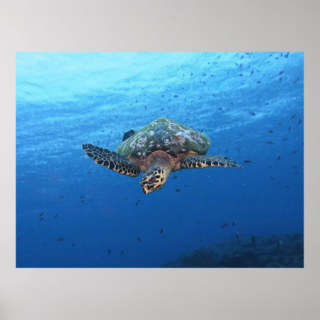 Tauchen Hawksbill Poster (Vorne)