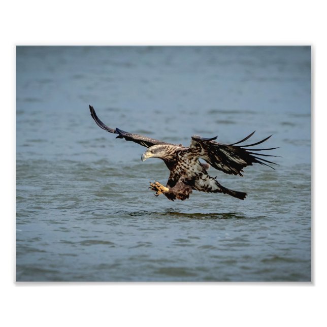 Tauchen mit Bald für einen Fisch Fotodruck (Vorne)
