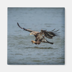 Tauchen mit Bald für einen Fisch Magnet