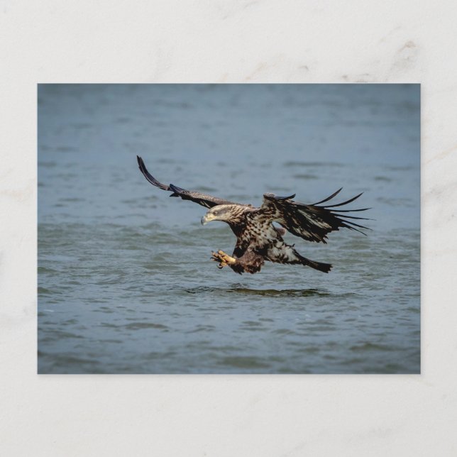 Tauchen mit Bald für einen Fisch Postkarte (Vorderseite)