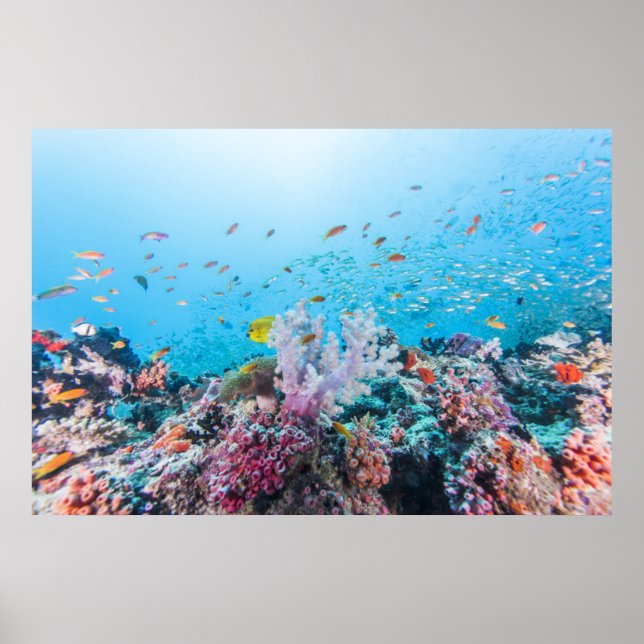 Tauchen mit farbenfrohen Riffen und Korallen Poster (Vorne)
