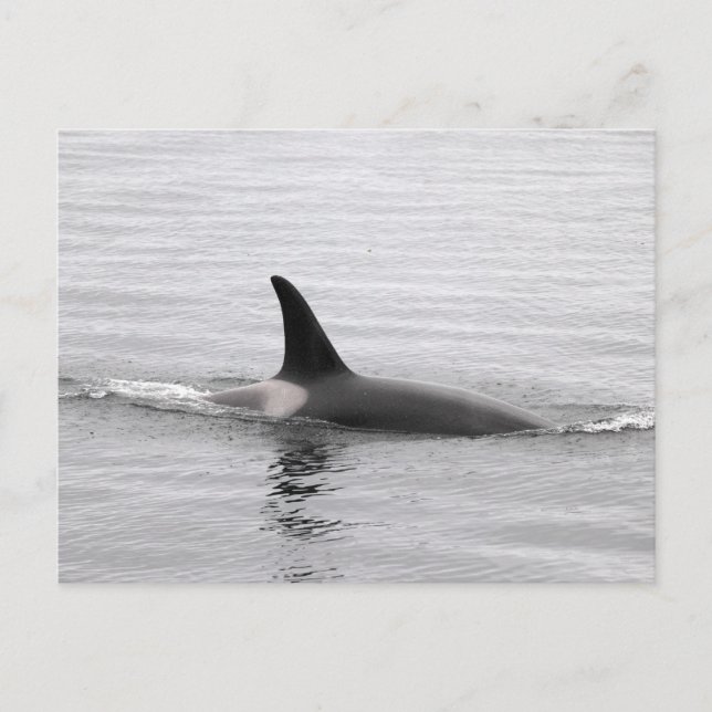 Tauchen Orca Postkarte (Vorderseite)