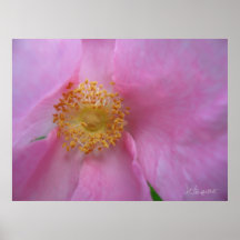 Tauchen Sie ein in die Blume Zone!