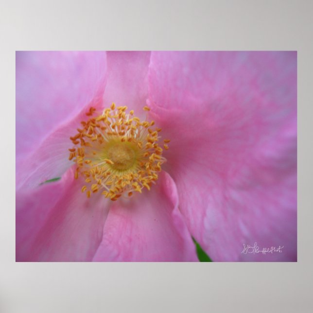 Tauchen Sie ein in die Blume Zone! Poster (Vorne)