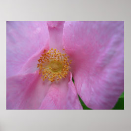 Tauchen Sie ein in die Blume Zone! Poster