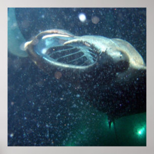 Tauchen Sie mit den Mantarochen - Die Große Insel Poster