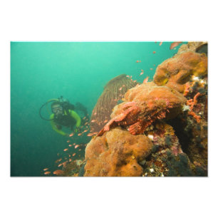 Taucher & Skorpionfisch Scorpanopsis Fotodruck
