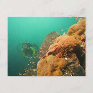 Taucher & Skorpionfisch Scorpanopsis Postkarte