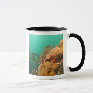 Taucher & Skorpionfisch Scorpanopsis Tasse
