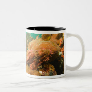 Taucher & Skorpionfisch Scorpanopsis Zweifarbige Tasse