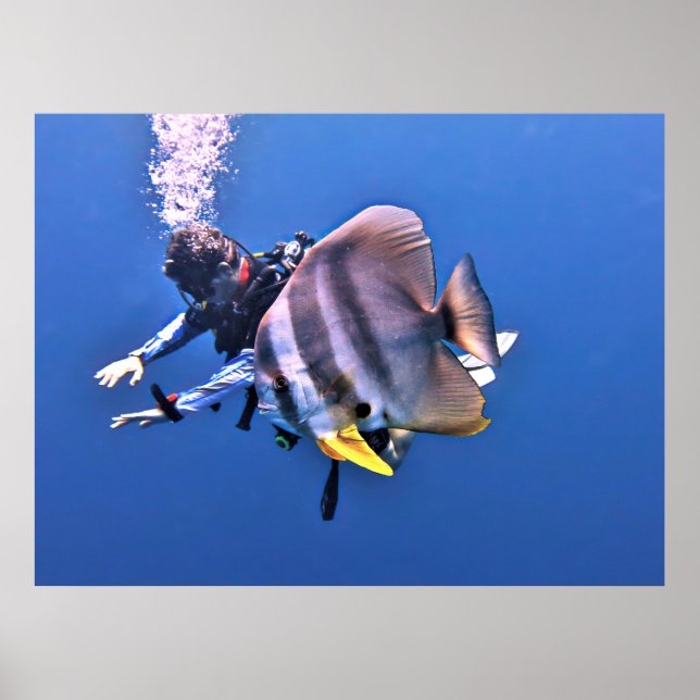 Taucher und Batfish Poster (Vorne)