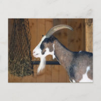 Tauernschecken-Ziege