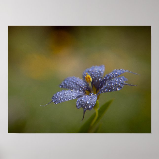 Taufeuchte Blaue Augen Poster (Vorne)