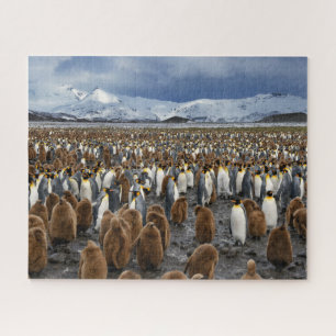 Tausende King-Pinguine auf der Insel South Georgia Puzzle