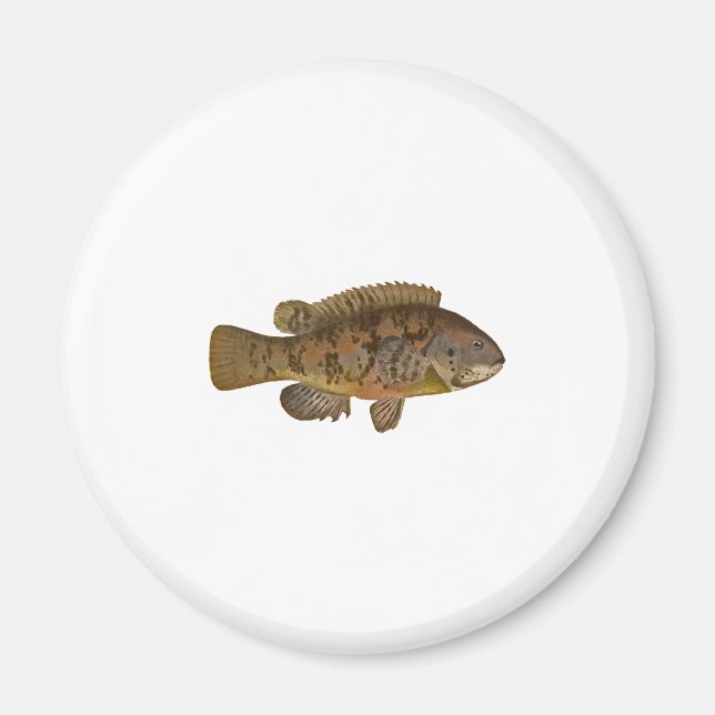 Tautog Illustration Magnet (Vorne)