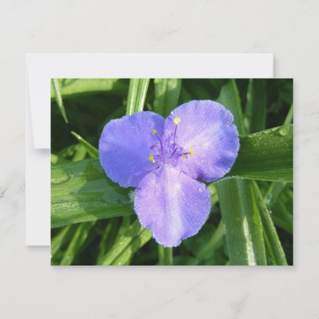 Tautropfen-Trillium-Frühlingswildblume (Vorderseite)