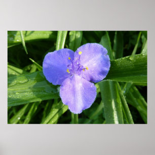 Tautropfen-Trillium-Frühlingswildblume Poster