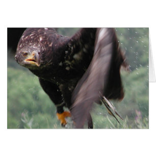 Tawny Eagle