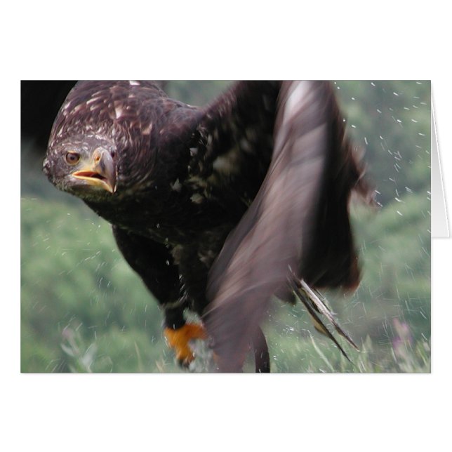 Tawny Eagle (Vorderseite (Horizontal))