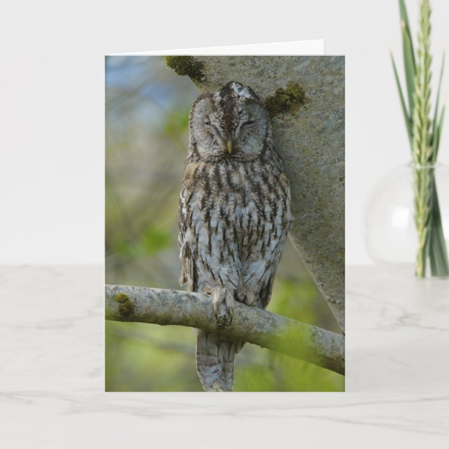 Tawny Erwachsene Karte (Vorderseite)