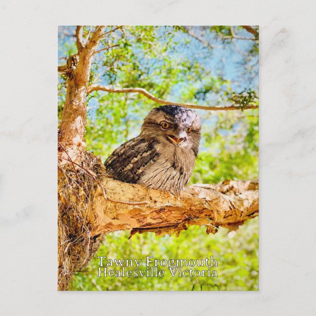 Tawny Frog Mouth Postkarte (Vorderseite)