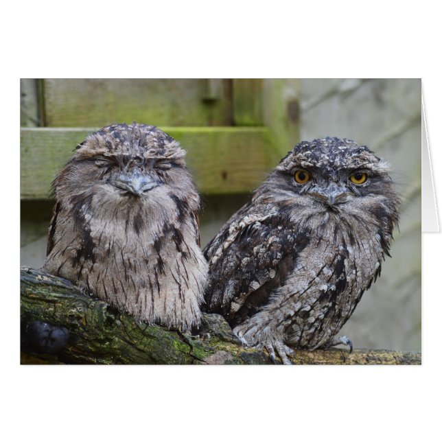 Tawny Frogmouth Birds (Vorderseite (Horizontal))