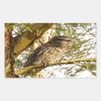 TAWNY FROGMOUTH QUEENSLAND AUSTRALIA
