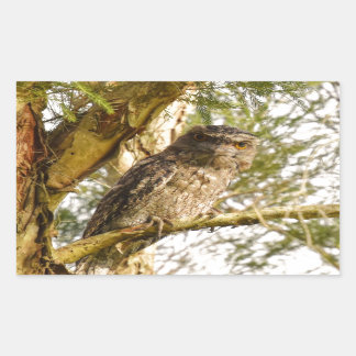 TAWNY FROGMOUTH QUEENSLAND AUSTRALIA RECHTECKIGER AUFKLEBER