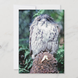 Tawny Frogmouth, Tasmanien, Australien Einladung
